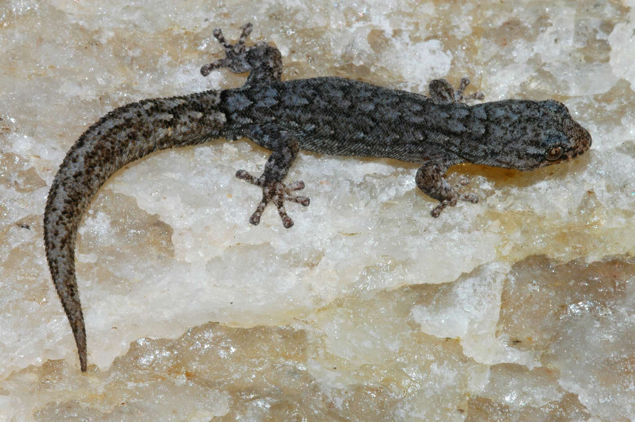 Image of Striped Leaf-toed Gecko