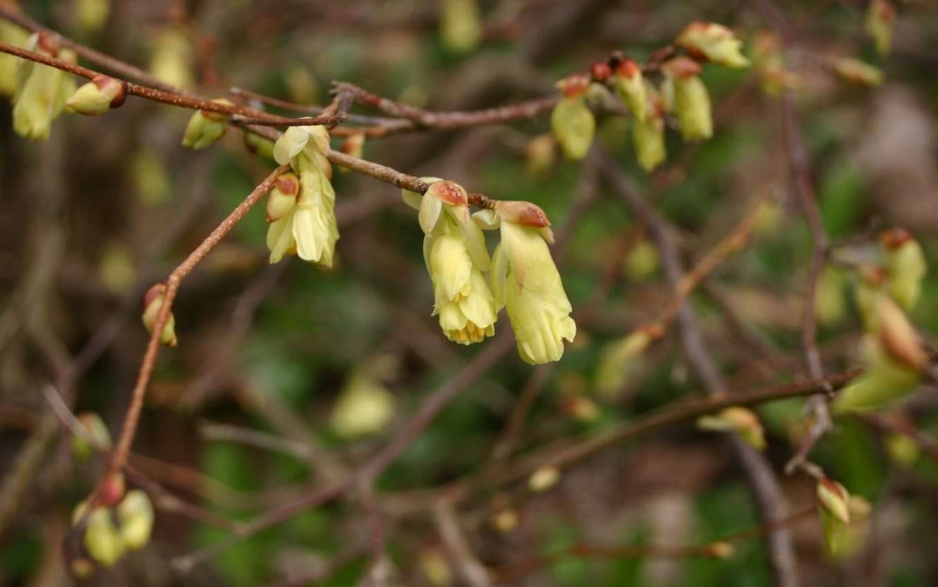 Image of Buttercup winter-hazel