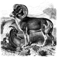 Image of Marco Polo sheep