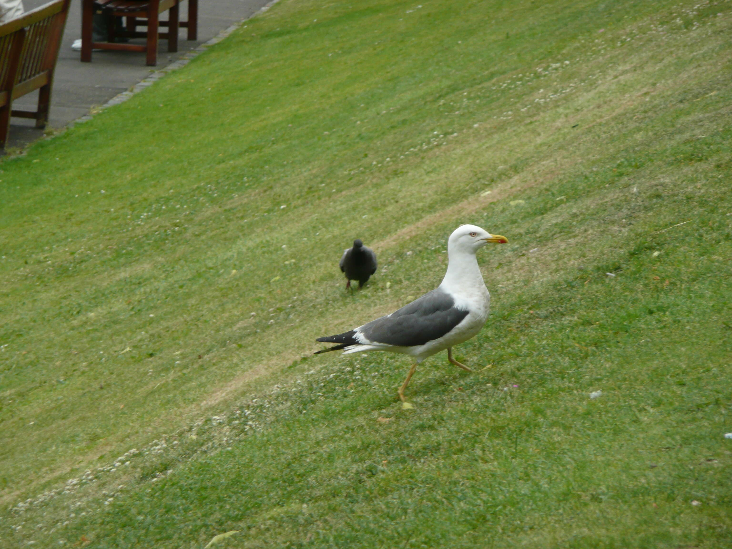 Image of Lesser Black-backed Gull