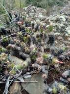 Image of Austrocylindropuntia shaferi (Britton & Rose) Backeb.