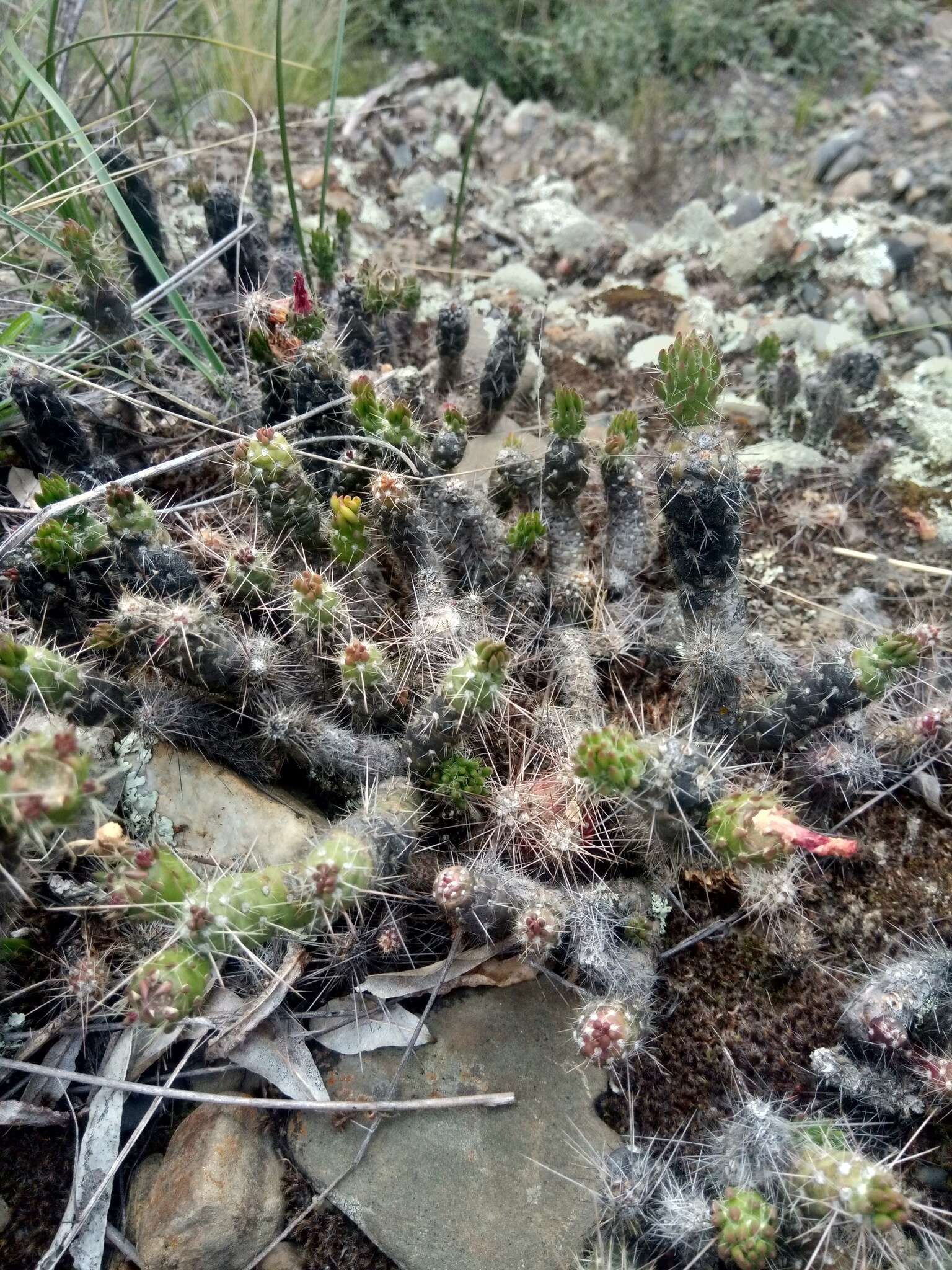 Image of Austrocylindropuntia shaferi (Britton & Rose) Backeb.