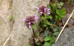 Image of purple archangel