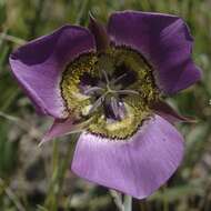 Слика од Calochortus