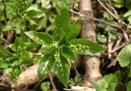 Image of dog's mercury