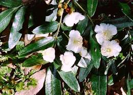 Image of Eucryphia moorei F. Müll.