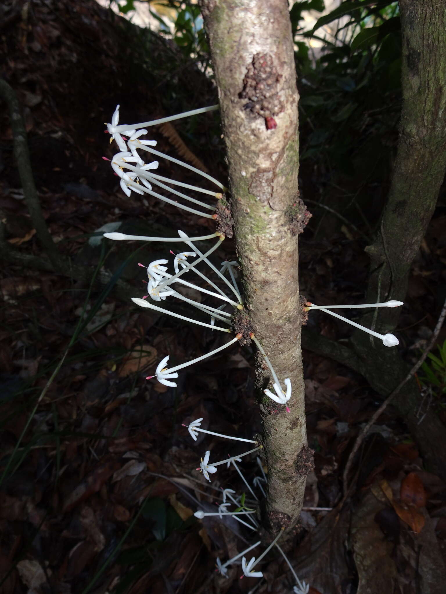 Image of Ixora cauliflora Montrouz.