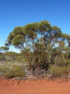 Image of Eucalyptus calycogona subsp. calycogona