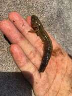 Image of Crested oystergoby