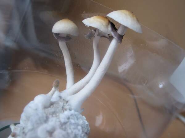 Image of Psilocybe cubensis (Earle) Singer 1948