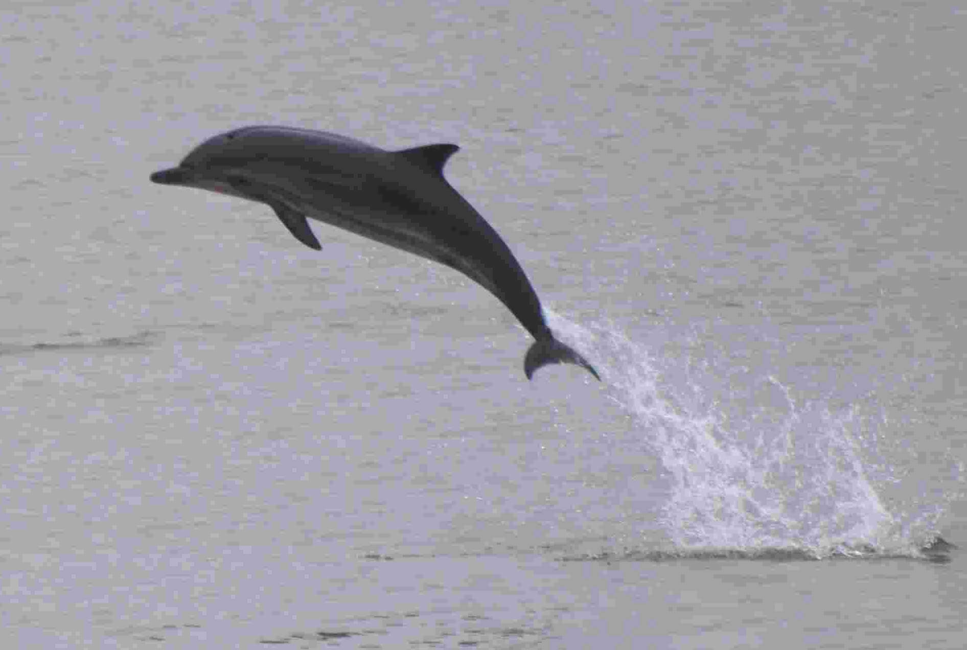 Image of Blue-white Dolphin
