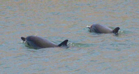 Image of Blue-white Dolphin