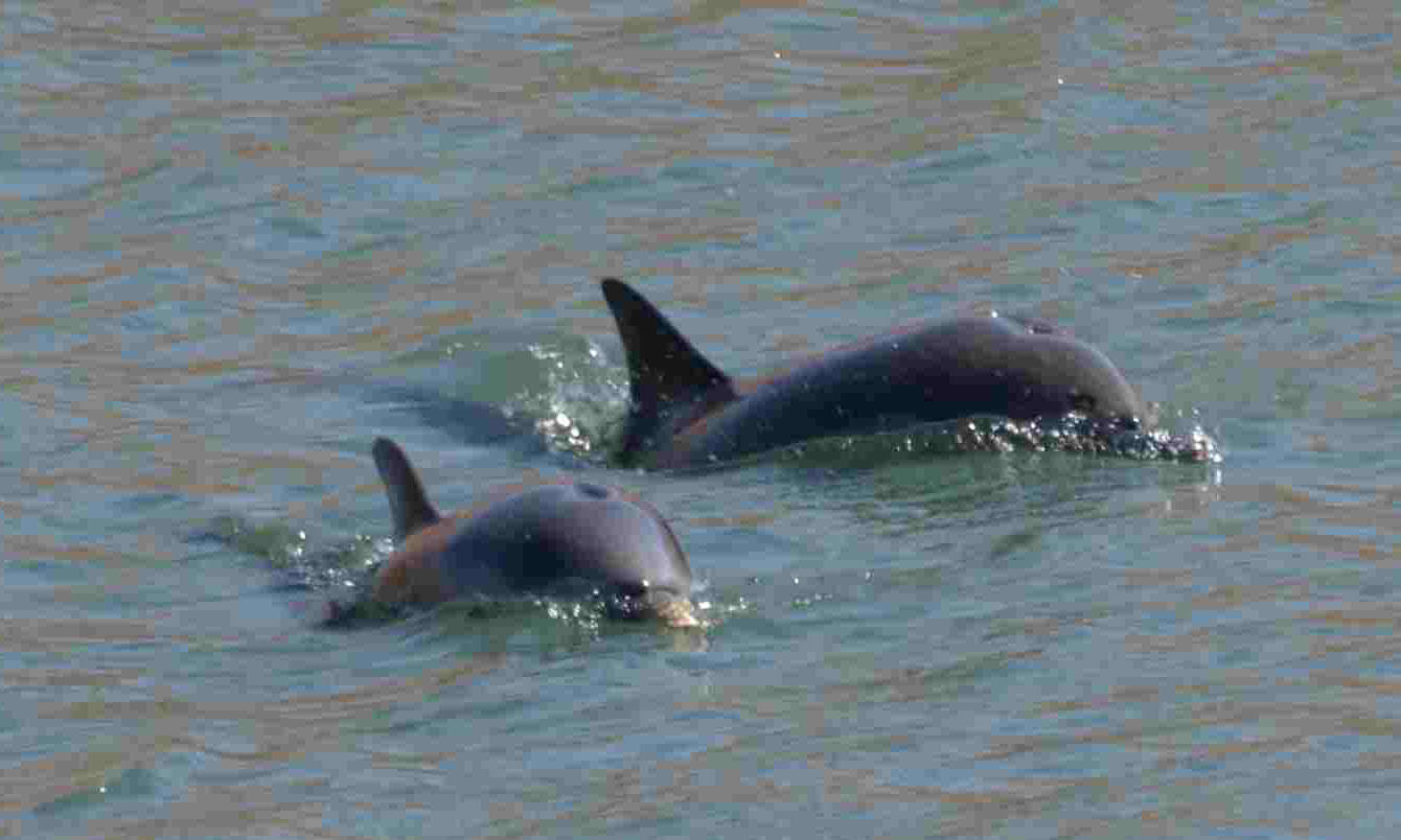 Image of Bottlenose Dolphin