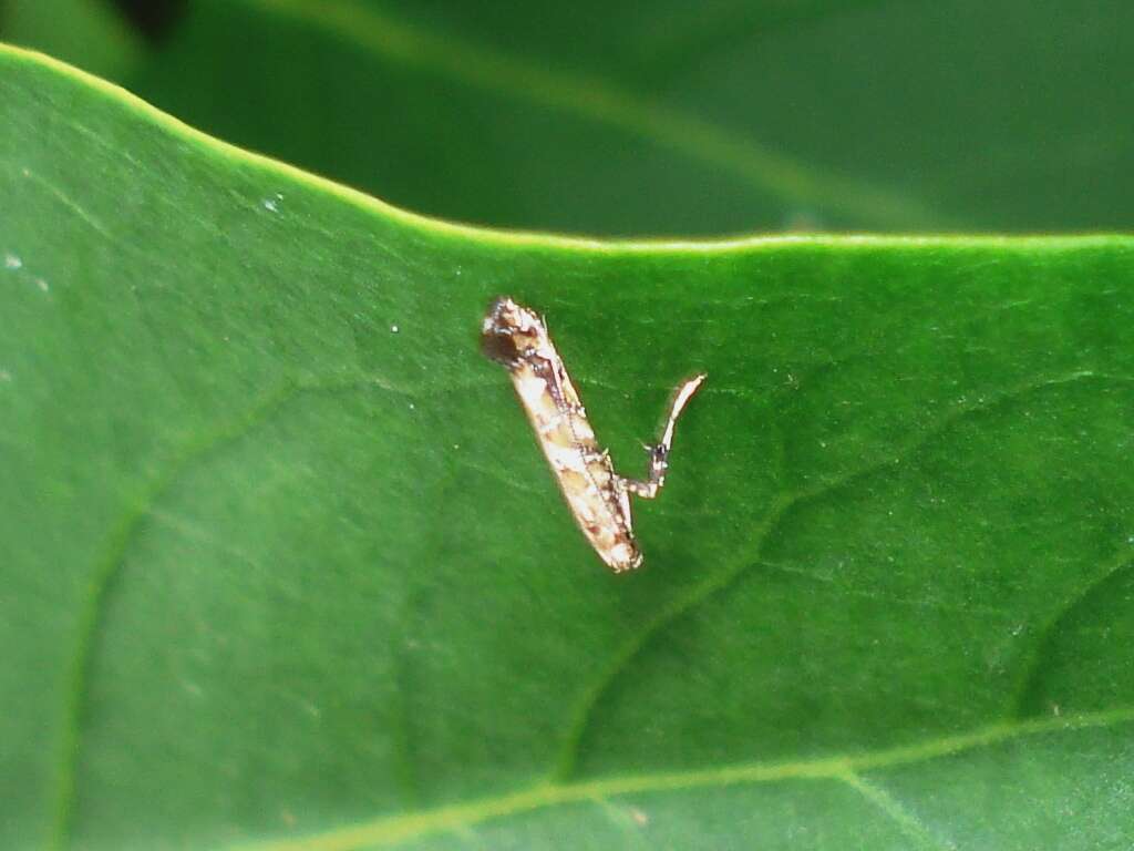 Image of privet leaf miner