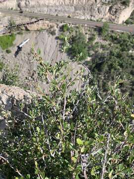 Sivun Cercocarpus montanus var. paucidentatus (S. Wats.) F. L. Martin kuva