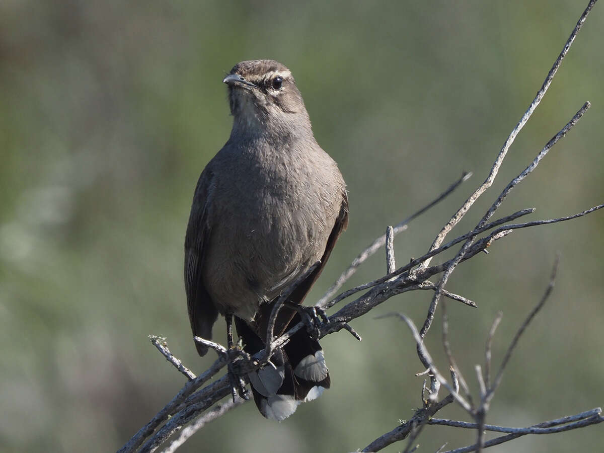 Image of Karoo Scrub Robin