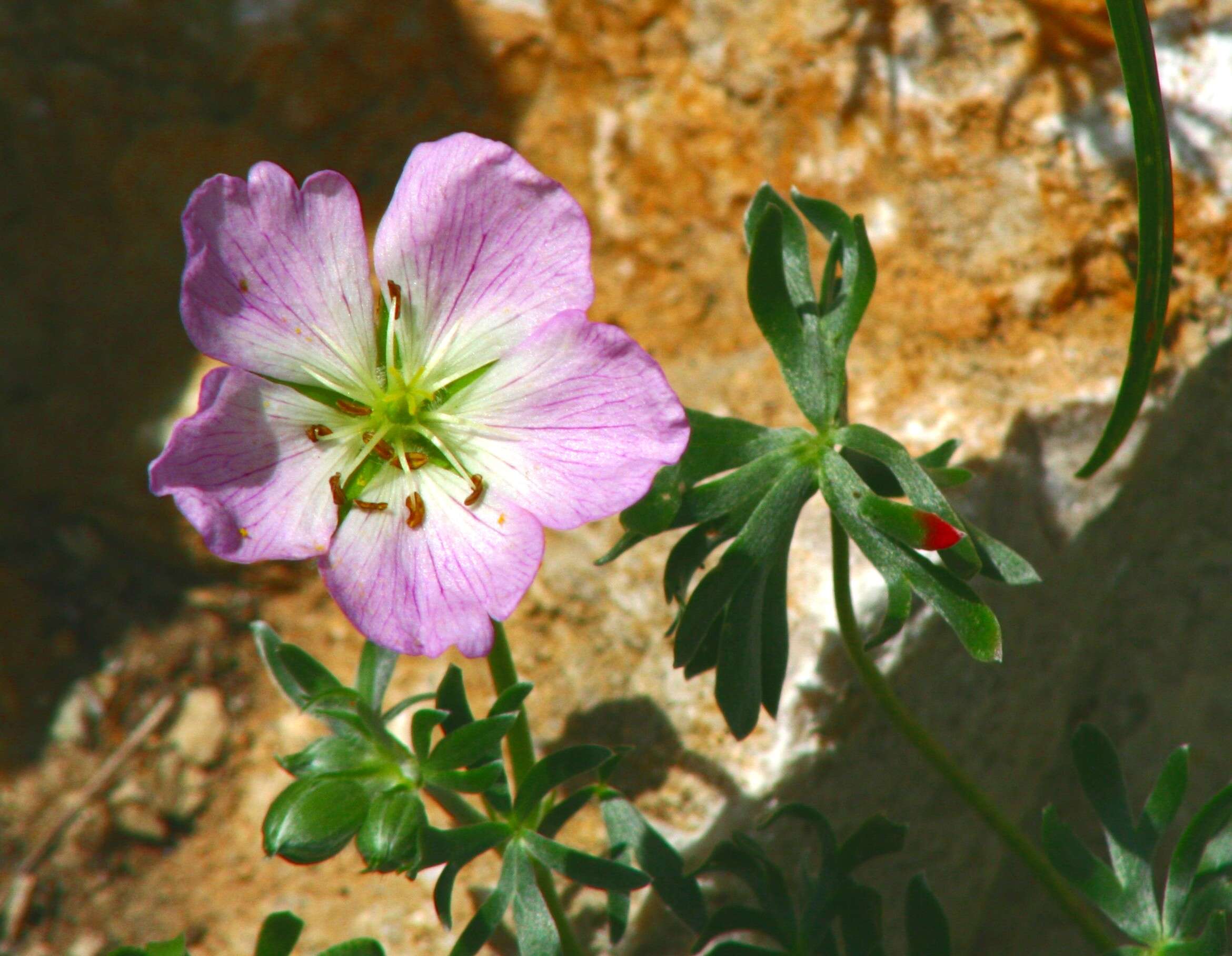 Image of Geranium argenteum L.