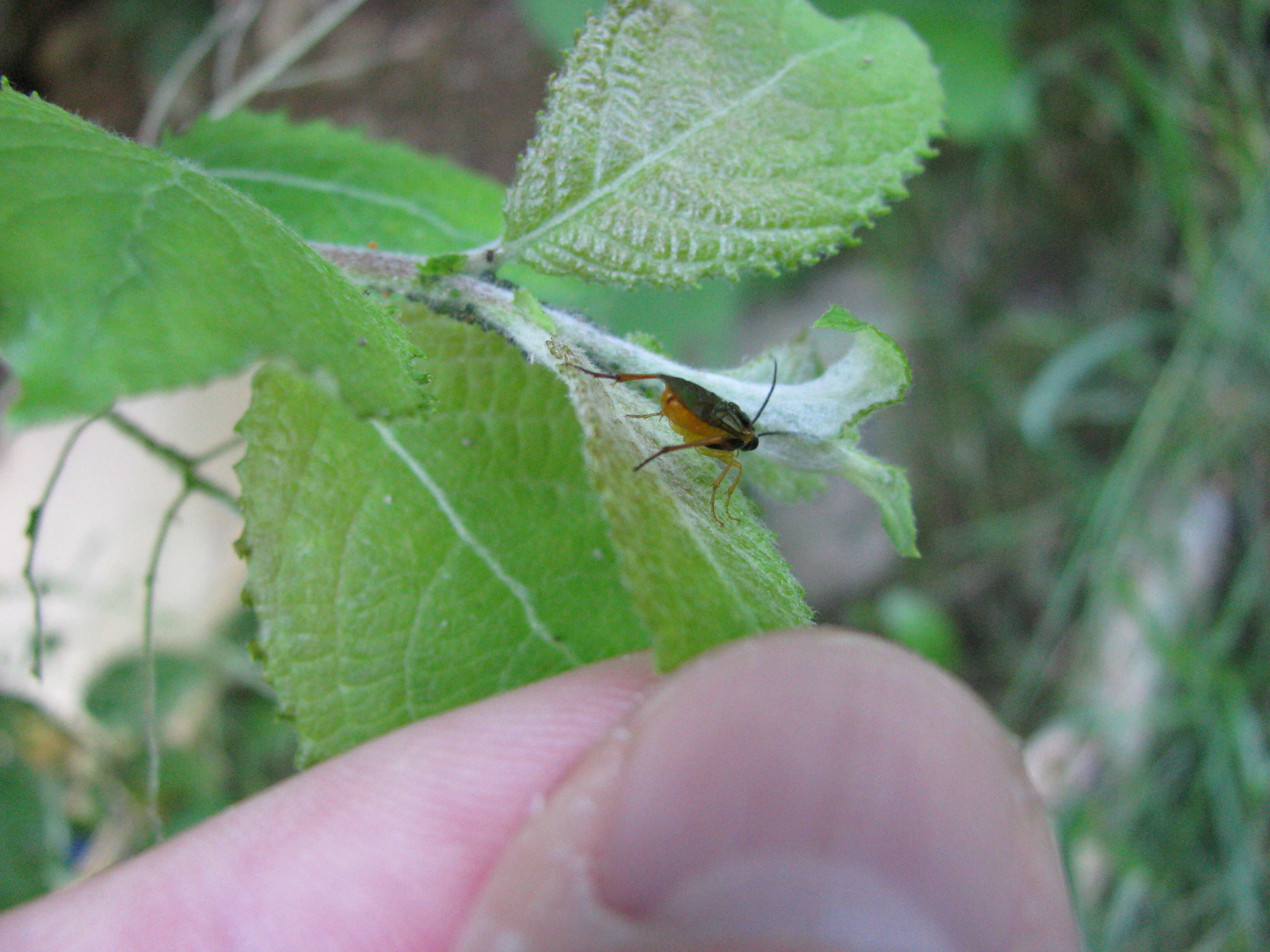 Image of Nematus pavidus