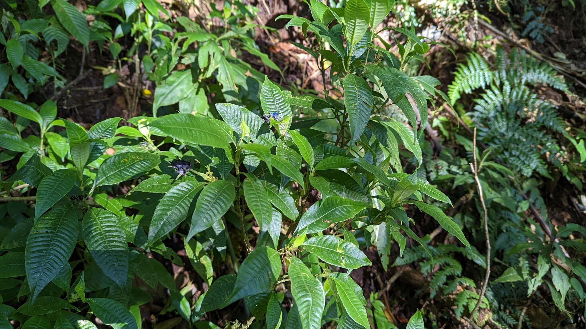 Image of Palicourea ramonensis