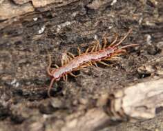 Image of Common centipede