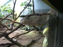 Image of Komodo Dragon