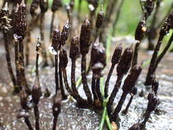 Слика од Xylaria apiculata Cooke 1879