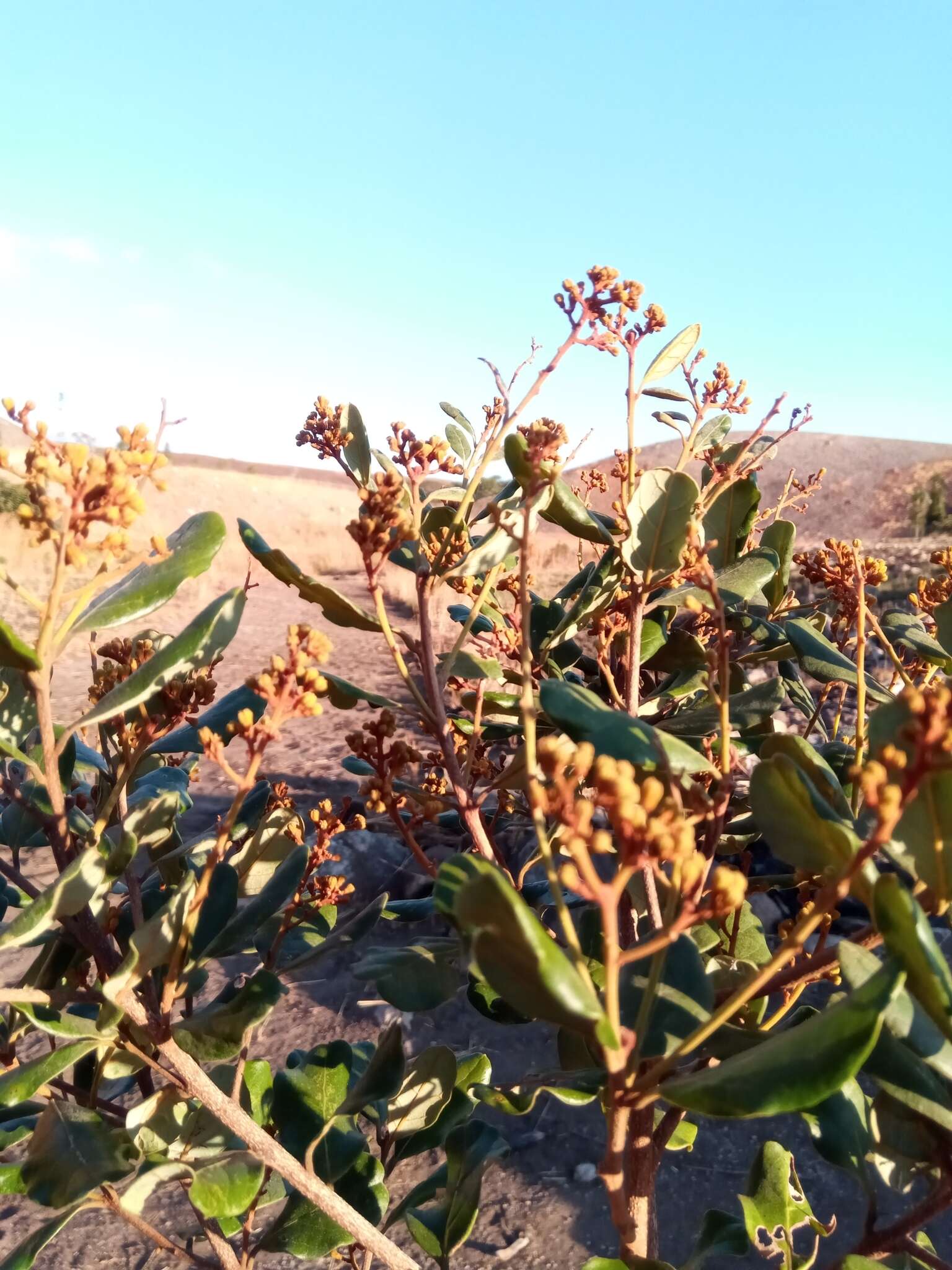 Image of Cryptocarya crassifolia Baker