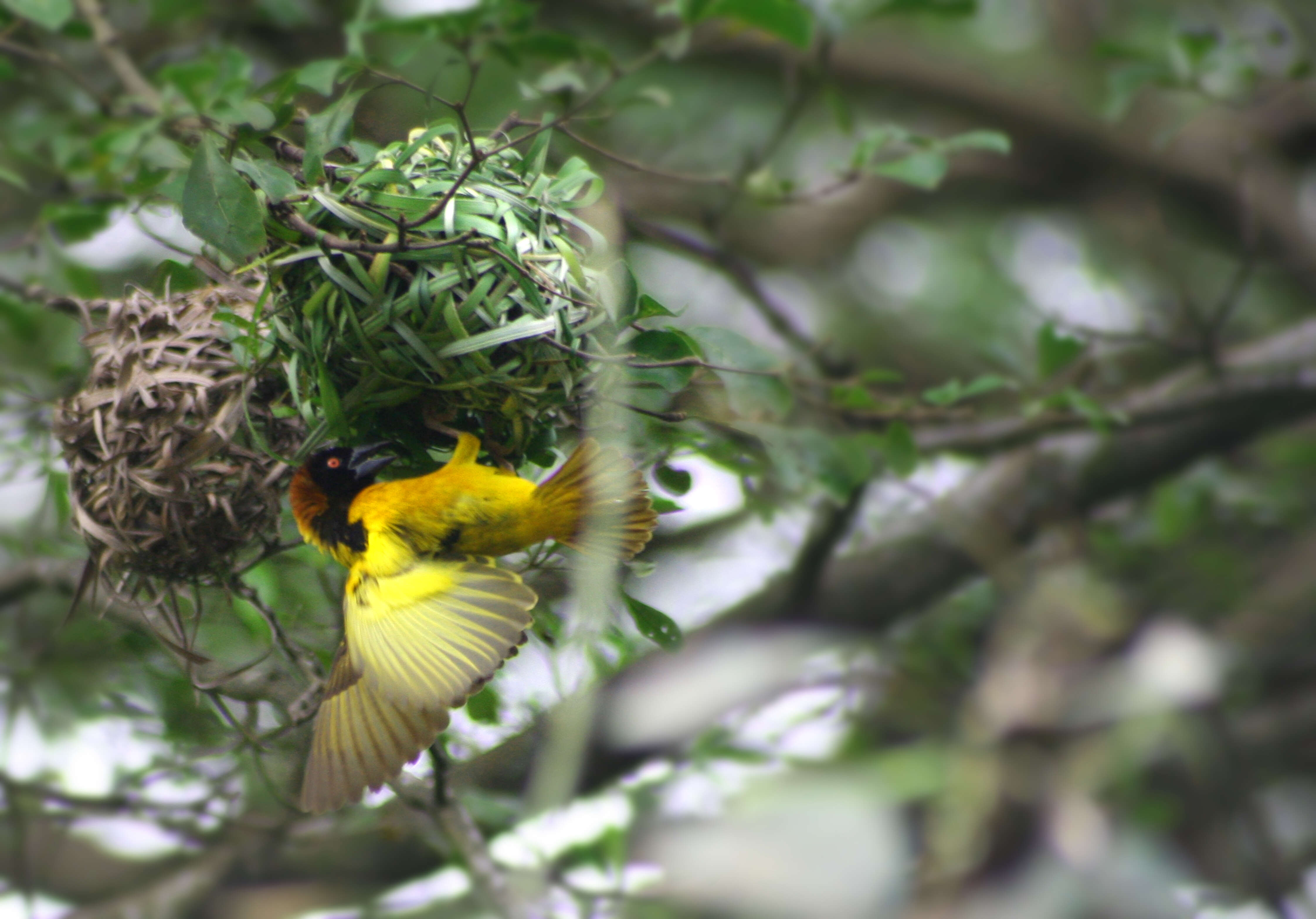 Image of Yellow-mantled Weaver