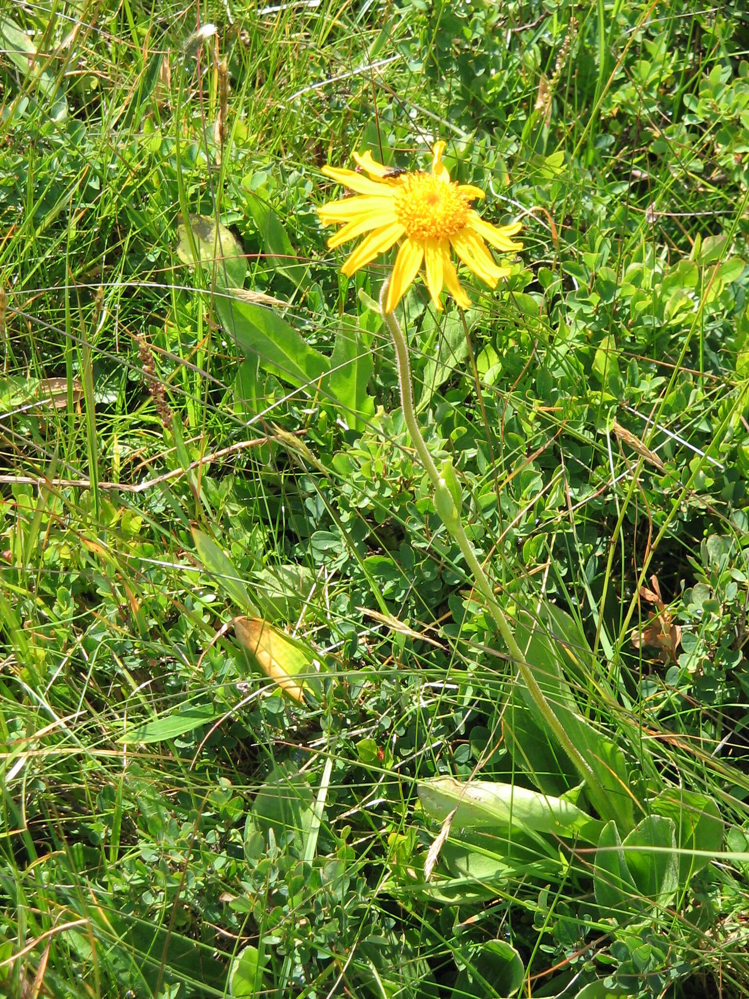 Image of mountain arnica