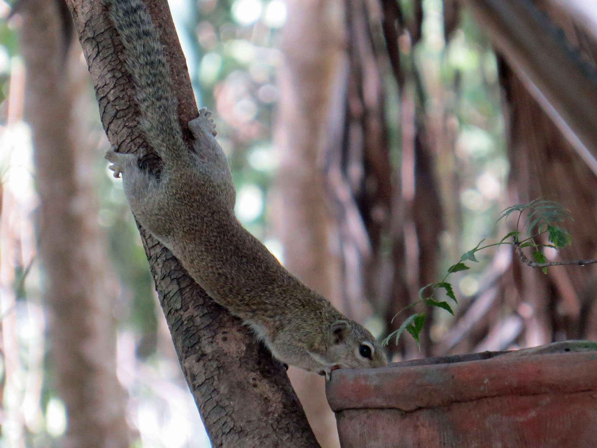 Image of Gambian Sun Squirrel