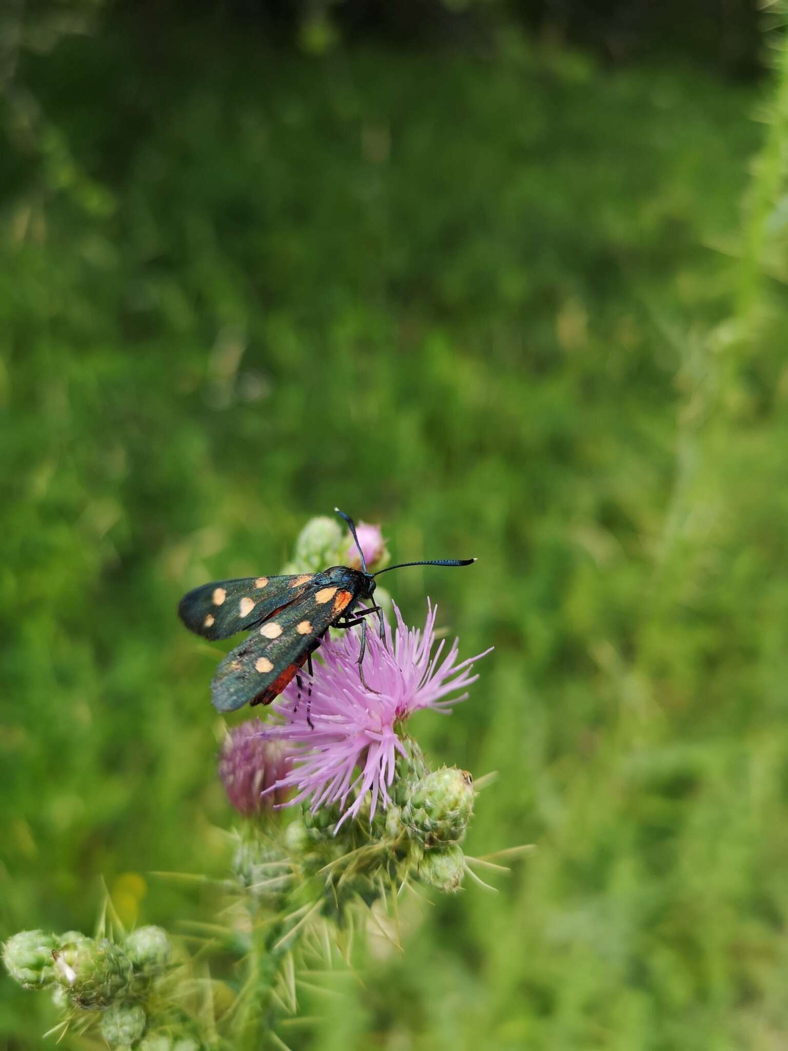 Imagem de Zygaena ephialtes Linnaeus 1767