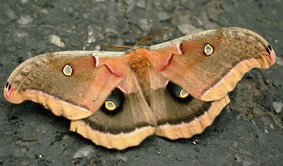 Image of Antheraea subgen. Telea Hübner (1819)