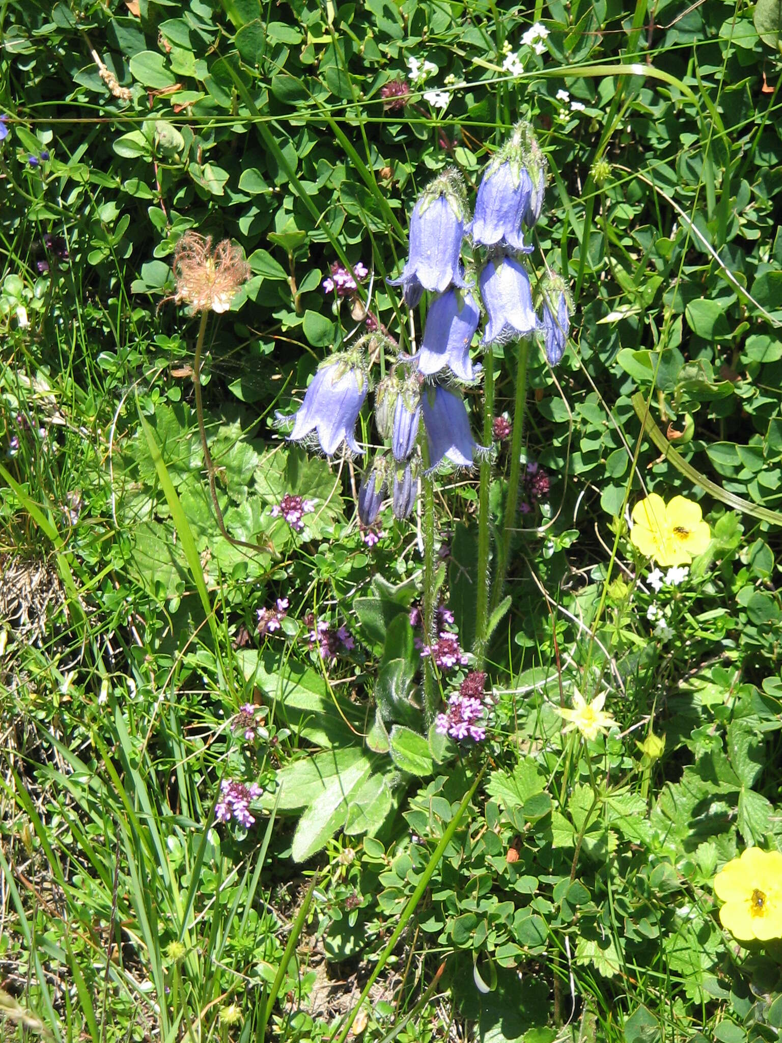 Image of Bearded Bellflower