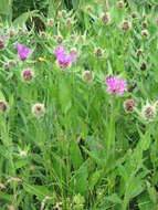 Centaurea nervosa Willd. resmi