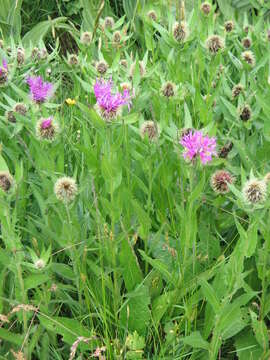 Centaurea nervosa Willd. resmi