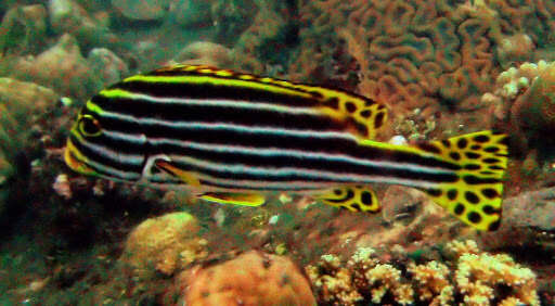 Image of Indian Ocean oriental sweetlips