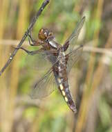 Image of Broad-bodied chaser