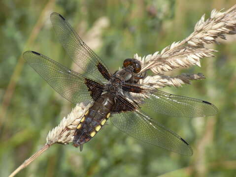 Image of Broad-bodied chaser