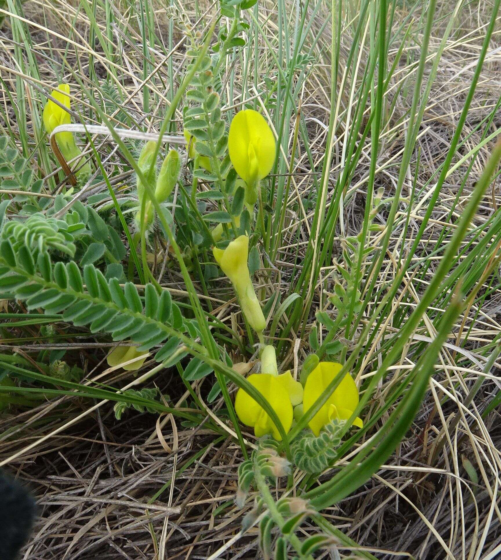 صورة Astragalus buchtormensis Pall.