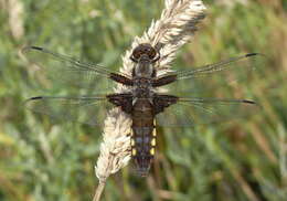 Image of Broad-bodied chaser