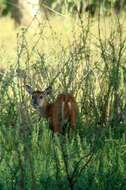 Image of South American Red Brocket