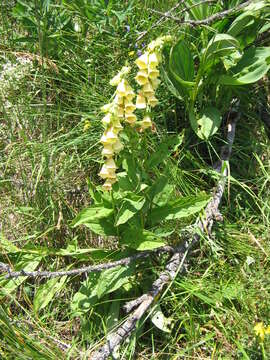 Imagem de Digitalis grandiflora Mill.