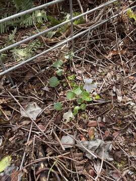 Слика од Viola kauaensis A. Gray