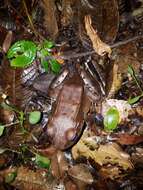 Image of Savage's Thin-toed Frog