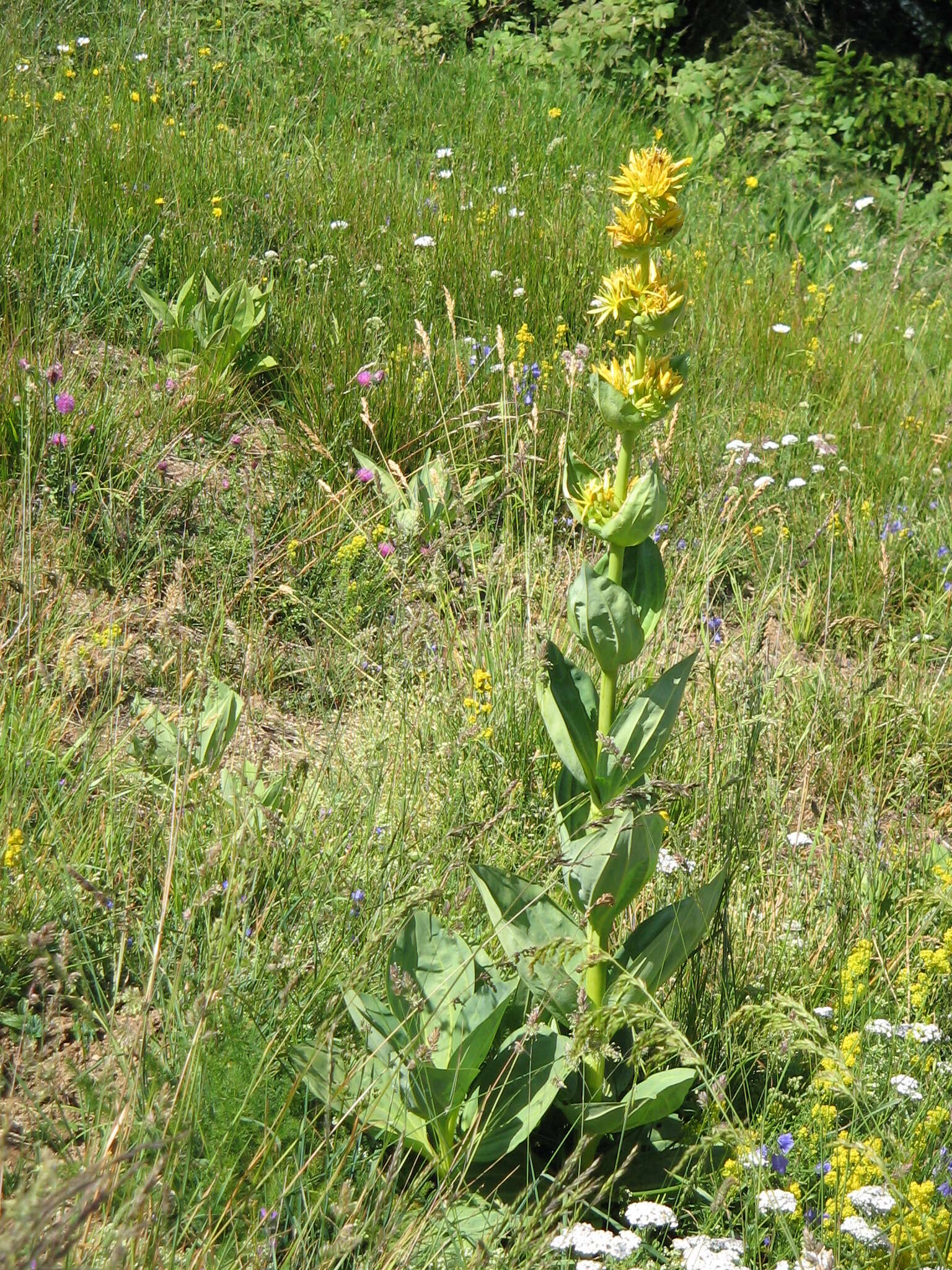 Image of bitter root