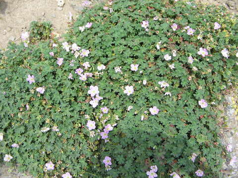 Image of ashy cranesbill