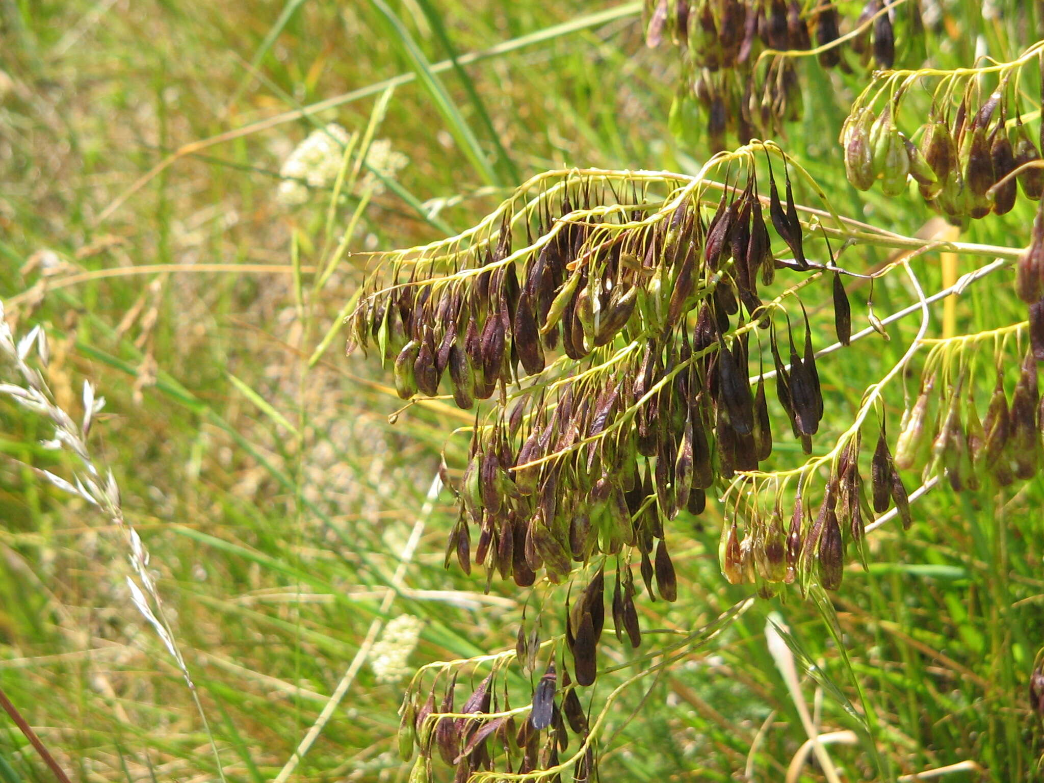 Image of woad