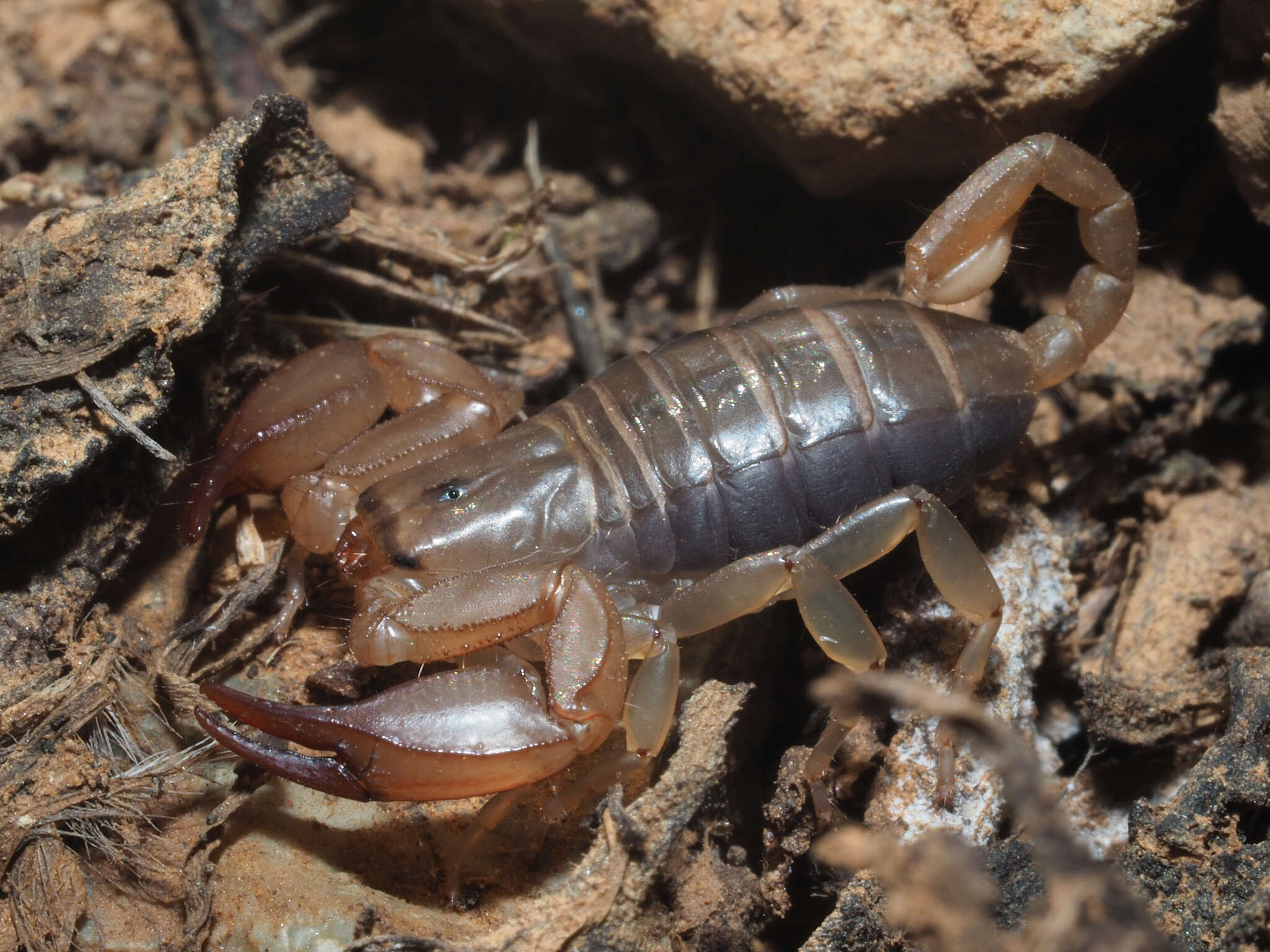 Image of Euscorpius candiota Birula 1903