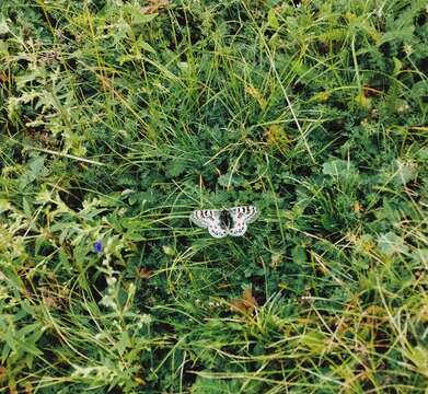 Image of Parnassius hardwickii Gray 1831