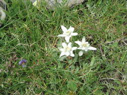 Image of edelweiss